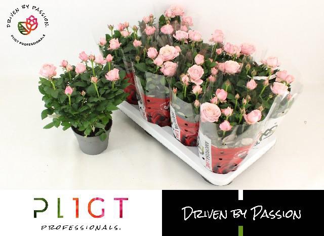 <h4>Ro Inf Princess</h4>