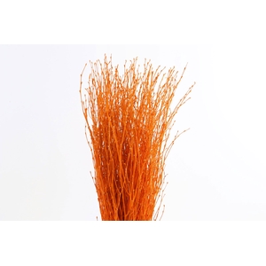 Berk Klb Orange
