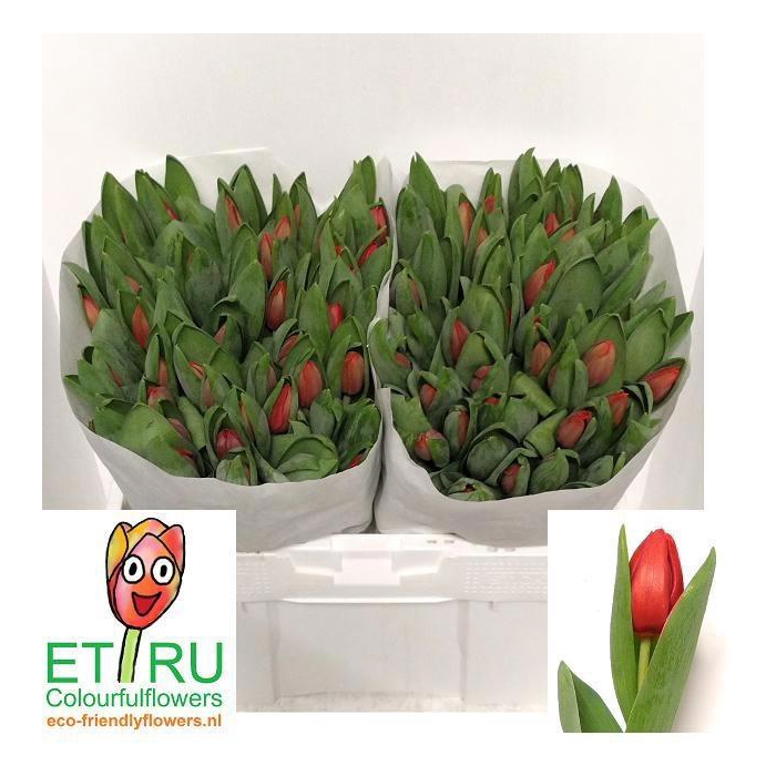 <h4>TU EN ESCAPE</h4>