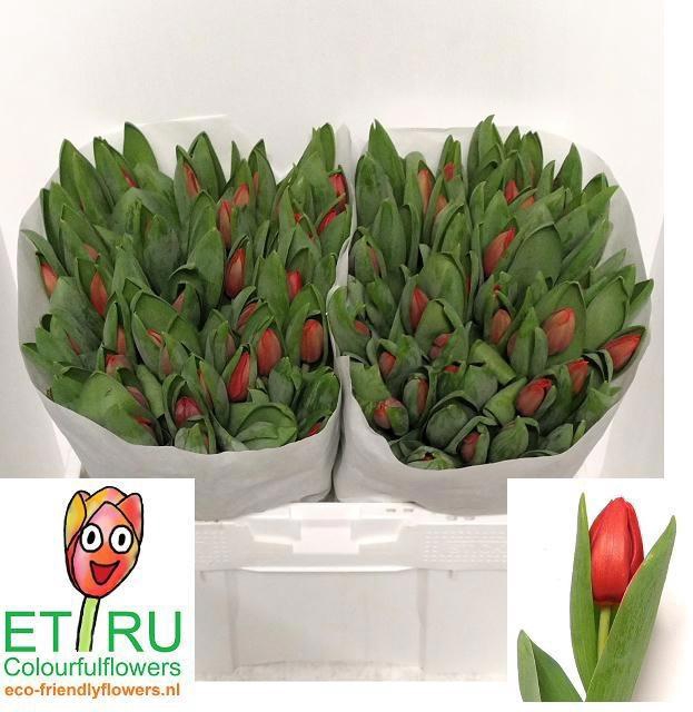 <h4>TU EN ESCAPE</h4>