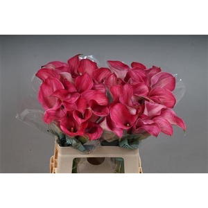 ZANTEDESCHIA  'CAPTAIN ROMANCE'