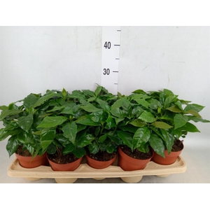 Coffea arabica