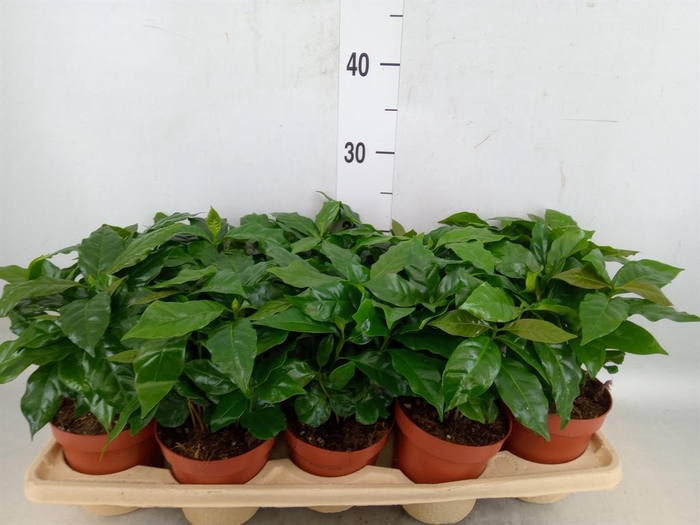 <h4>Coffea arabica</h4>