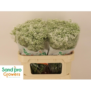 GYPS PA PEARL PETITE