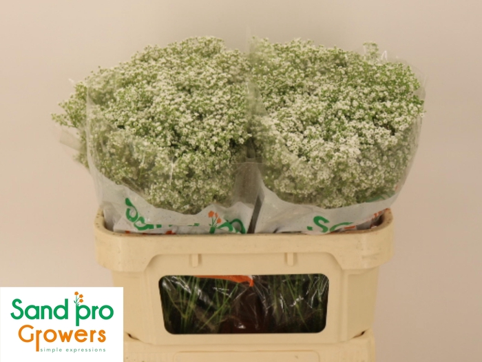 <h4>GYPS PA PEARL PETITE</h4>