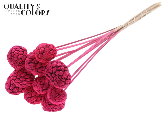 Atta Fruit on stem Intense Cerise