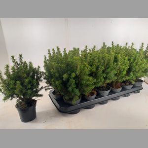 PICEA GL PERFECTA