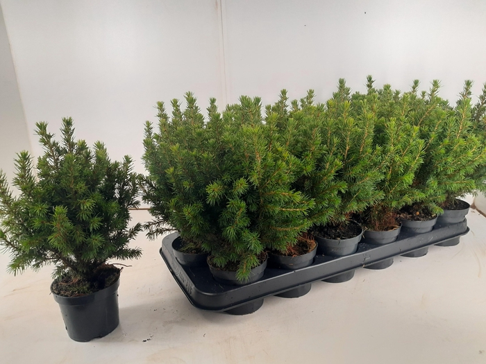<h4>PICEA GL PERFECTA</h4>