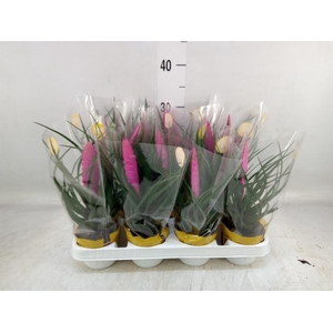 Tillandsia cyanea 'Vincent'