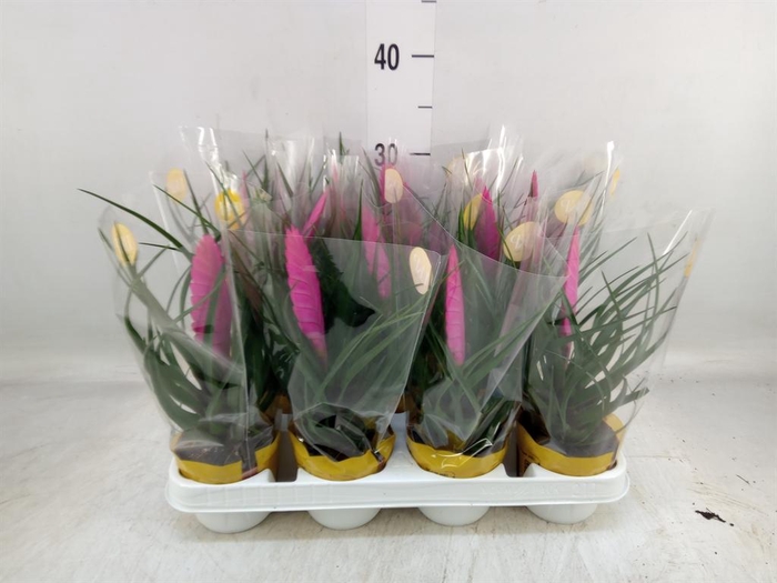 <h4>Tillandsia cyanea 'Vincent'</h4>
