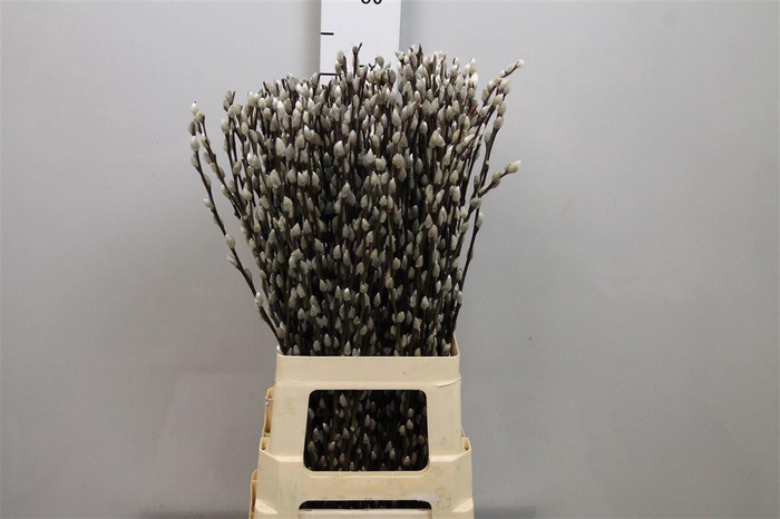 <h4>Salix Snow Flake</h4>