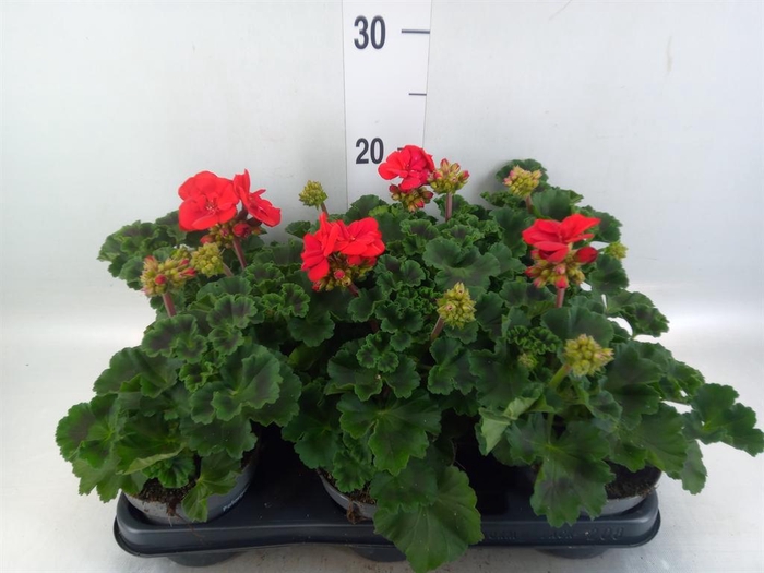 <h4>Pelargonium pelt.   ...</h4>