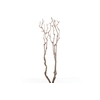 Syringa Branch Extra Godard