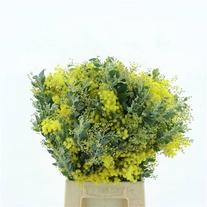 ACACIA BAILEYA BL BS