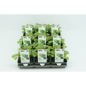 BKH groente 50180 bio Bleekselderij (set x9)