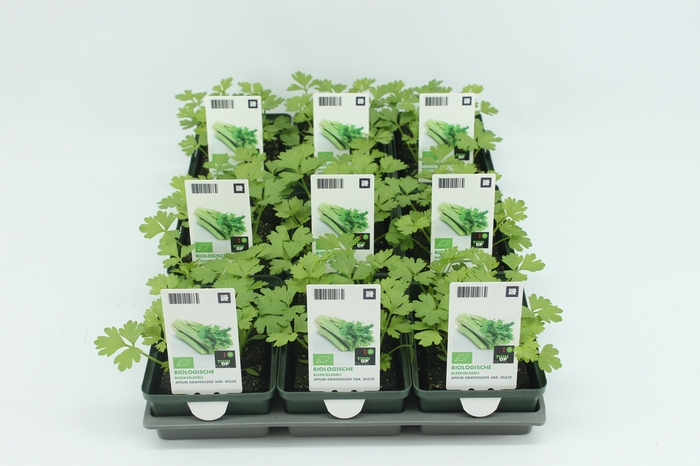 <h4>BKH groente 50180 bio Bleekselderij (set x9)</h4>
