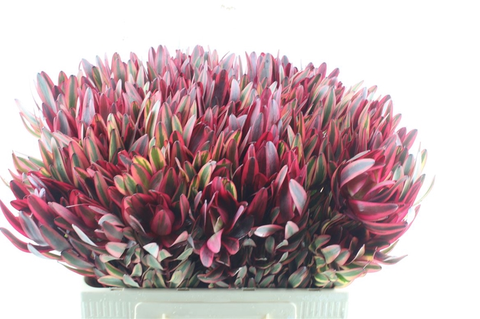 <h4>Leucad Jester</h4>