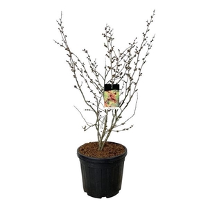 Hamamelis int. 'Diane'