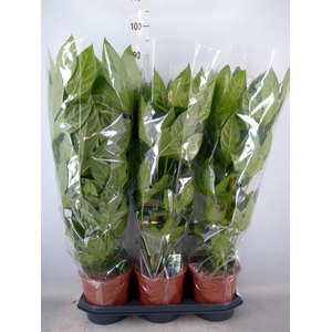 Fatsia japonica   ...