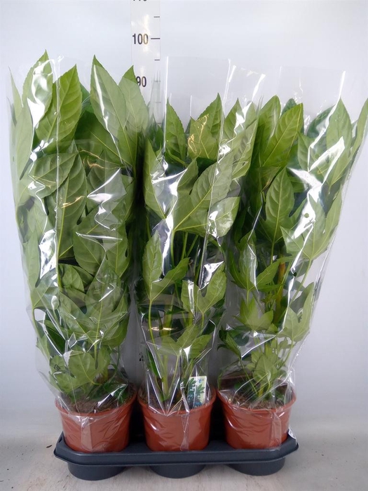 <h4>Fatsia japonica   ...</h4>