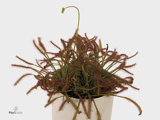 Drosera mix 5,5 cm