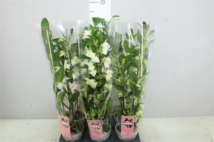 <h4>Dendrobium Nobilee Roze-wit 2-3 Tak</h4>