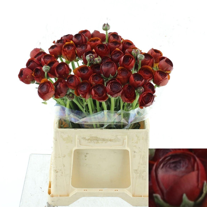 <h4>RANUNCULUS OV</h4>