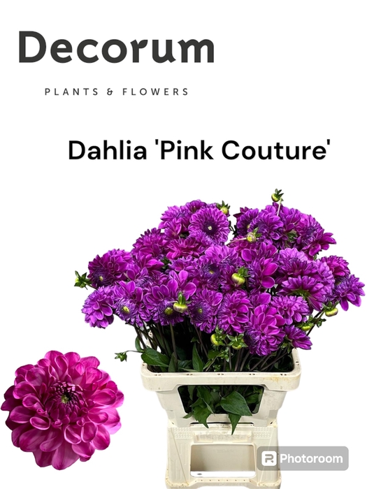 Dahlia Pink Couture 996