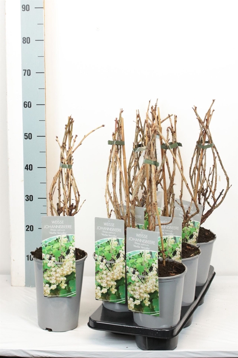 <h4>Ribes rubrum 'Weisse Versailles'</h4>