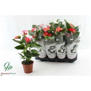 ANTHURIUM MIX P14 3+