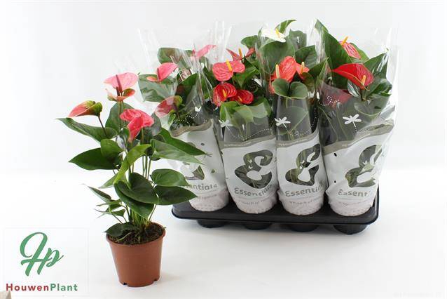 <h4>ANTHURIUM MIX P14 3+</h4>