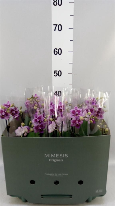 Phalaenopsis   ...
