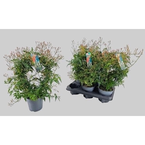 Jasminum polyanthum (wit)