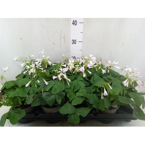 Oxalis trian.