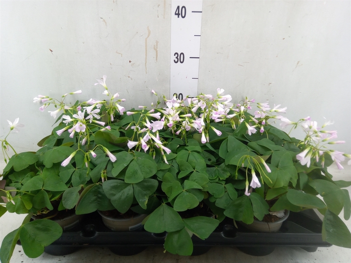 <h4>Oxalis trian.</h4>