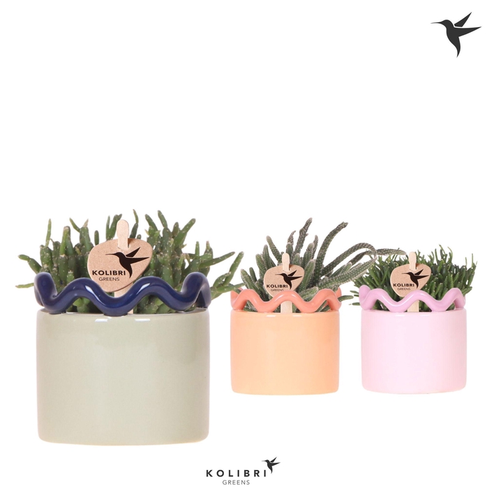<h4>Kolibri Greens Rhipsalis mix in Funky pot mix</h4>