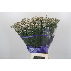 Limonium White Diamond