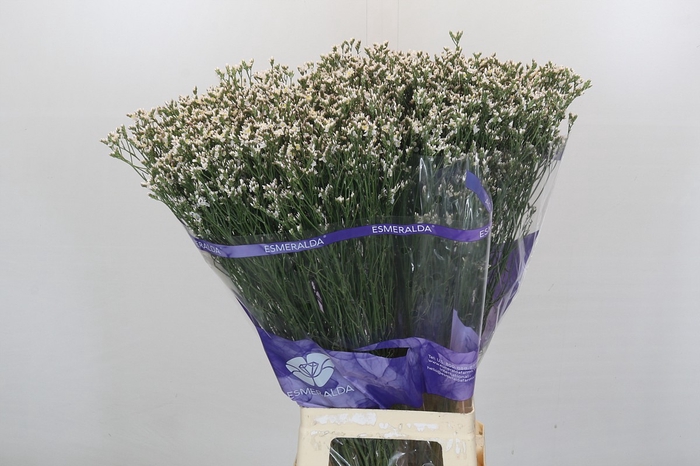 <h4>Limonium White Diamond</h4>