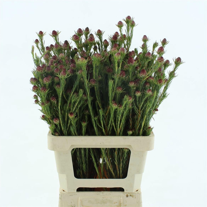 <h4>LEUCAD JUBILEE CROWN</h4>