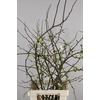 CHAENOMELES SUPERBA WHITE EXTRA 080CM