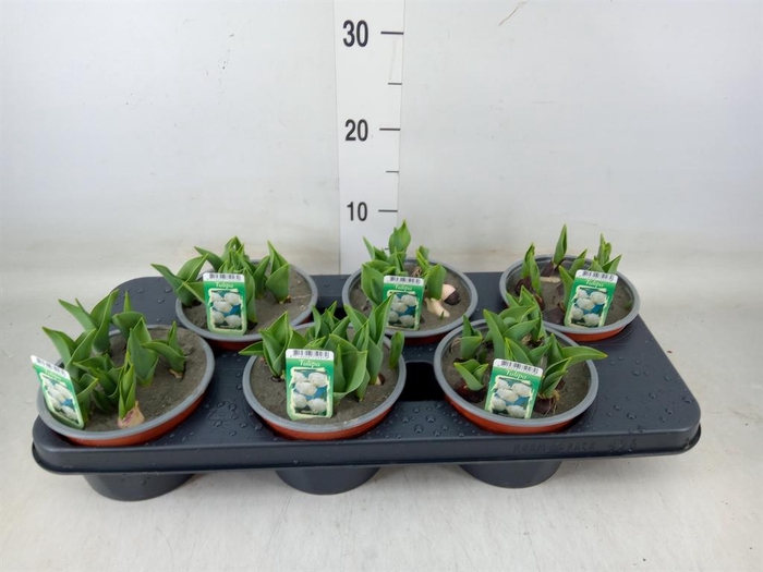 <h4>Tulipa DU   ...</h4>