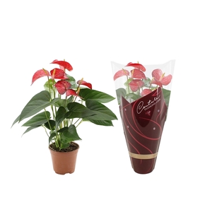 Anthurium Red Bull in Couture Diamond sleeve