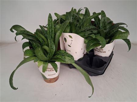 Drimiopsis Maculata