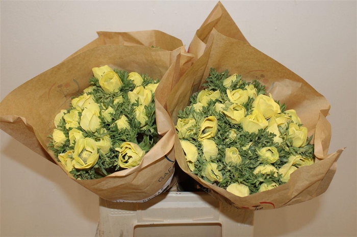 <h4>Anem Marianne Powder Yellow</h4>