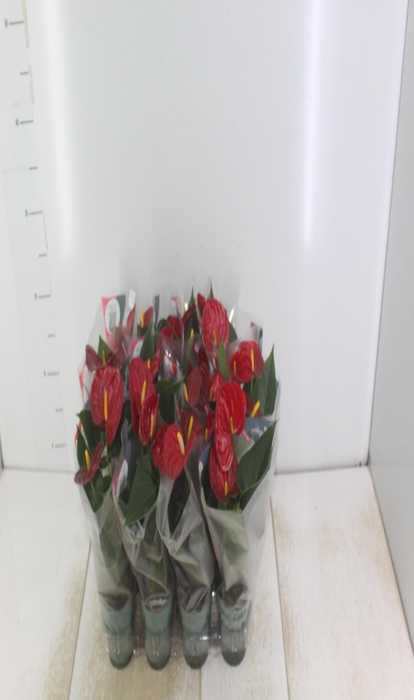 <h4>ANTHURIUM RED SUCCESS P09</h4>