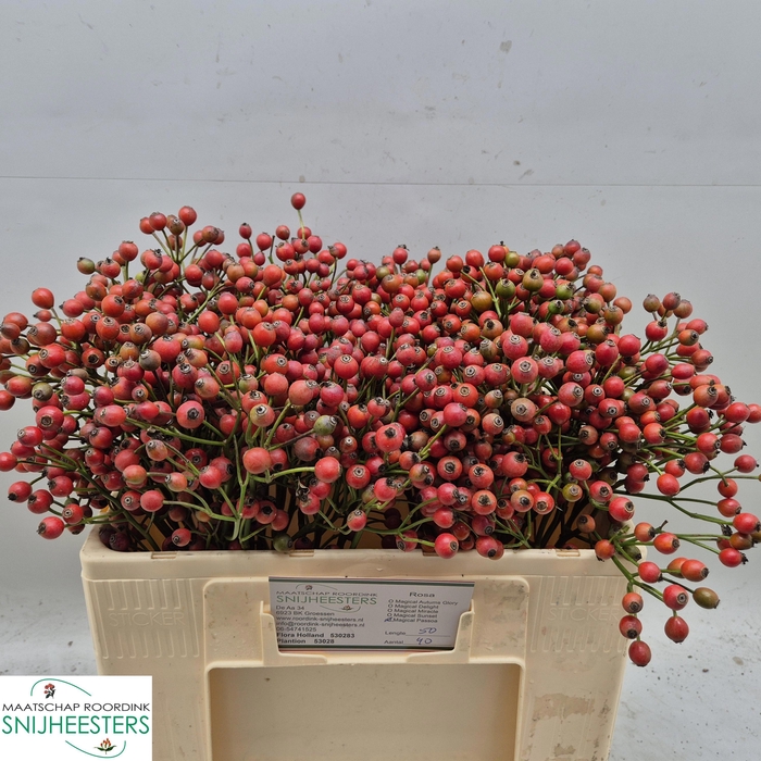 <h4>ROSA MAGICAL PASSOA</h4>