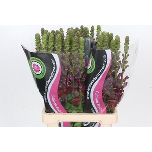 Antirrhinum Potomac Red