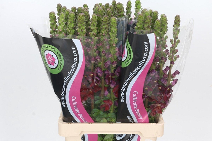 <h4>Antirrhinum Potomac Red</h4>