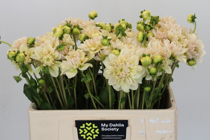 <h4>Dahlia Champagne</h4>