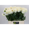 Dahlia Boom Boom White